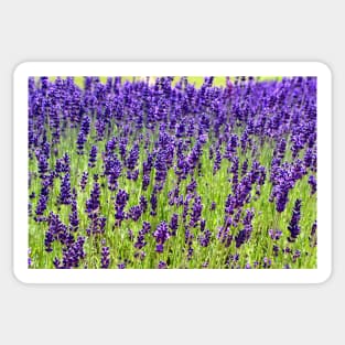 Lavender Sticker